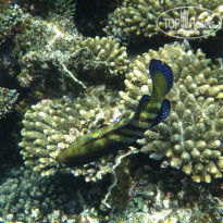 фото из отзыва ID 2700834