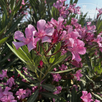 фото из отзыва ID 2701063