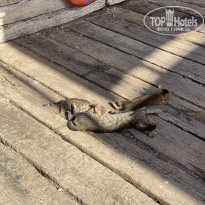 фото из отзыва ID 2701311