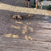 фото из отзыва ID 2701311