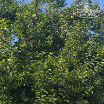 фото из отзыва ID 2701467