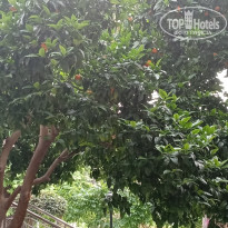 фото из отзыва ID 2701525