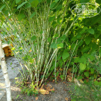 фото из отзыва ID 2701579