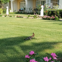 фото из отзыва ID 2701656