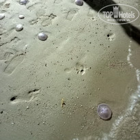 фото из отзыва ID 2701710