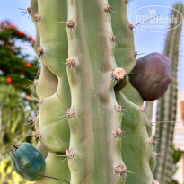 фото из отзыва ID 2701945