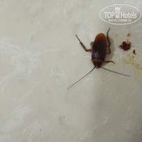 фото из отзыва ID 2702024