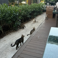 фото из отзыва ID 2702111