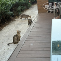 фото из отзыва ID 2702111