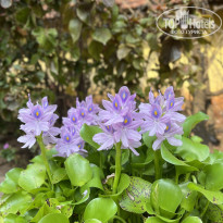 фото из отзыва ID 2702264