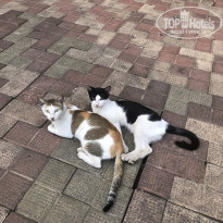 фото из отзыва ID 2702264