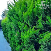 фото из отзыва ID 2702381