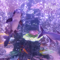 фото из отзыва ID 2702381