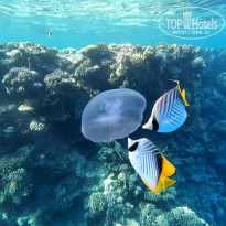 фото из отзыва ID 2702440