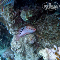 фото из отзыва ID 2702440