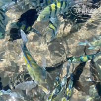 фото из отзыва ID 2702498