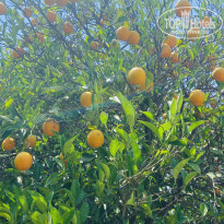 фото из отзыва ID 2702645