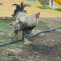 фото из отзыва ID 2702645