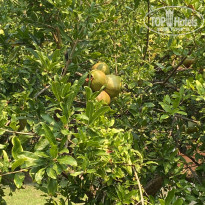 фото из отзыва ID 2702945