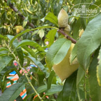 фото из отзыва ID 2702945