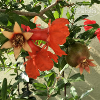 фото из отзыва ID 2703318