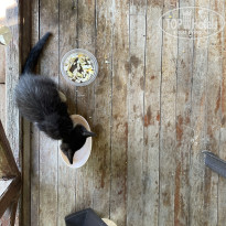 фото из отзыва ID 2703322