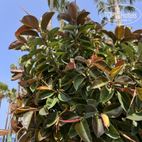 фото из отзыва ID 2703365