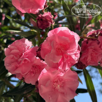 фото из отзыва ID 2703541