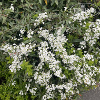 фото из отзыва ID 2703613