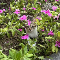 фото из отзыва ID 2703640