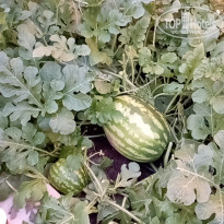 фото из отзыва ID 2703787