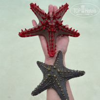 фото из отзыва ID 2703820