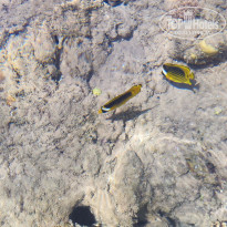 фото из отзыва ID 2703901