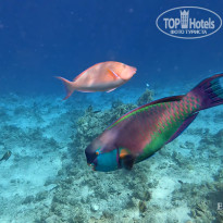 фото из отзыва ID 2702440