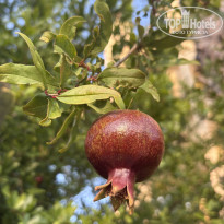 фото из отзыва ID 2704105