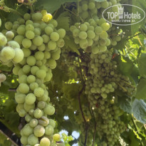 фото из отзыва ID 2704105