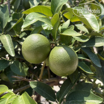 фото из отзыва ID 2704105