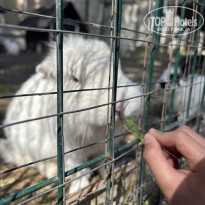 фото из отзыва ID 2704177