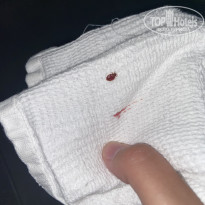 фото из отзыва ID 2704195