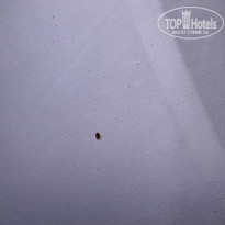 фото из отзыва ID 2704195