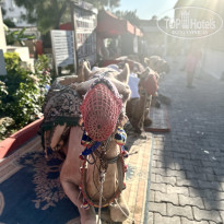 фото из отзыва ID 2704324