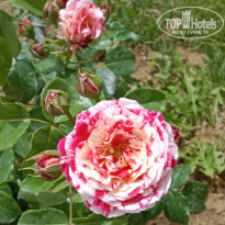 фото из отзыва ID 2704530