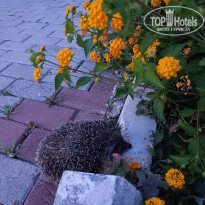 фото из отзыва ID 2704649