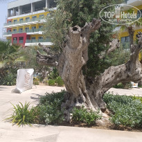 фото из отзыва ID 2704539