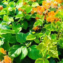 фото из отзыва ID 2704539