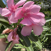 фото из отзыва ID 2704768