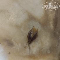 фото из отзыва ID 2704824