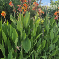 фото из отзыва ID 2704985