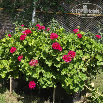 фото из отзыва ID 2704985