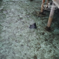 фото из отзыва ID 2704993